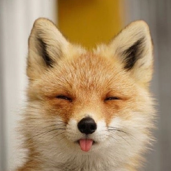 fox19920320